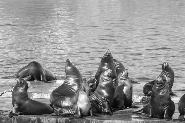Seals & Sea Lions: Family Portrait by Benjamin Padgett