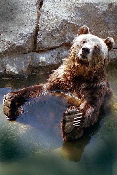 Benjamin Padgett: Grizzly by Benjamin Padgett