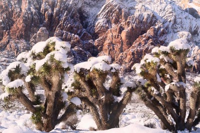 Joshua Tree Trio by Benjamin Padgett framed canvas print