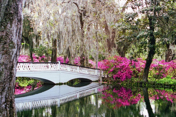 South Carolina: Magnolia Bridge by Benjamin Padgett
