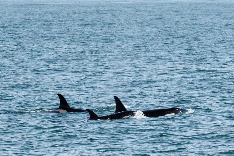 Orca Trio