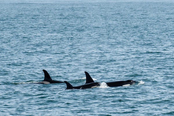 Orcas: Orca Trio by Benjamin Padgett