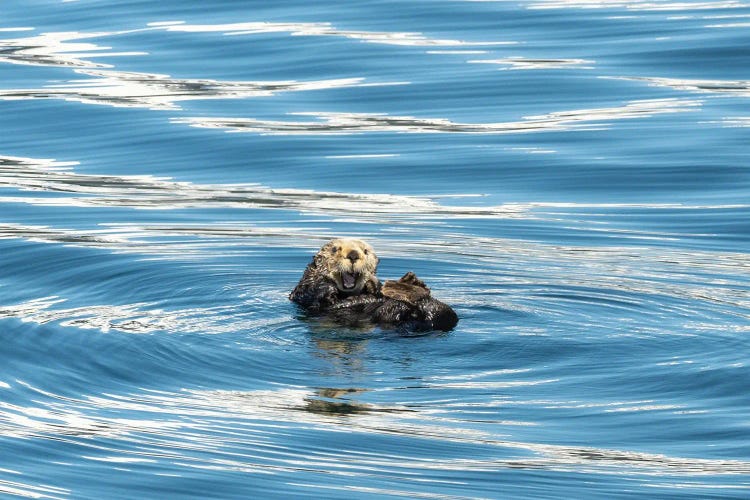 Otter Surprise by Benjamin Padgett wall art
