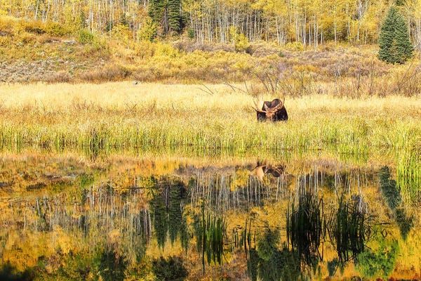 Benjamin Padgett: Sneaky Moose Autumn by Benjamin Padgett