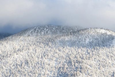 Tahoe Trees Number Thirteen by Benjamin Padgett framed canvas print