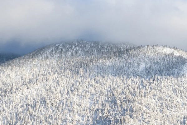 Benjamin Padgett: Tahoe Trees Number Thirteen by Benjamin Padgett