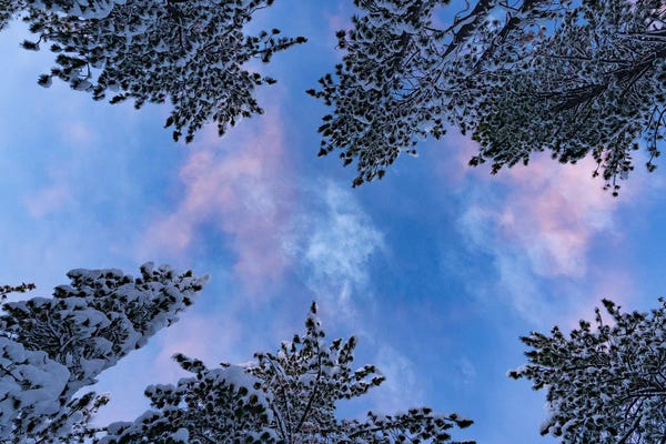 Benjamin Padgett: Tahoe Trees Number Fourteen by Benjamin Padgett
