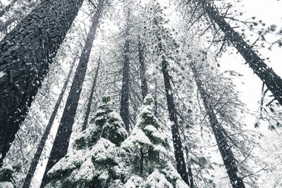 Tahoe Trees Number Two by Benjamin Padgett framed canvas print