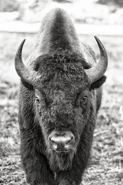 Buffalo Encounter by Benjamin Padgett wall art