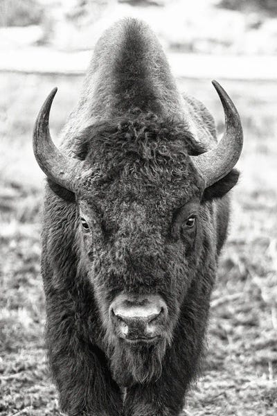 Buffalo Encounter