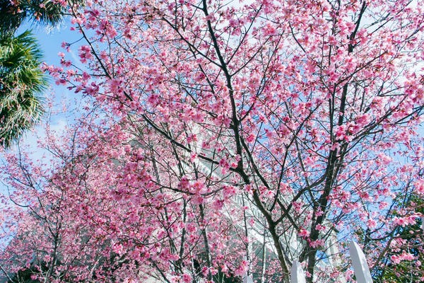 Benjamin Padgett: Charleston Cherry Blossoms by Benjamin Padgett