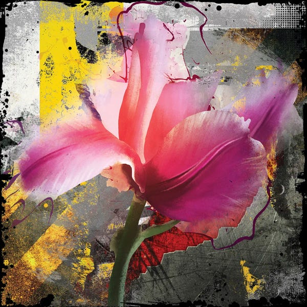 Micha Baker: Pink Tulipa by Micha Baker