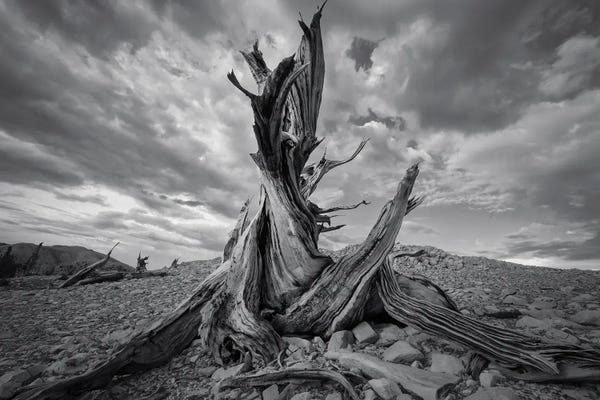 Steve Berkley: Xeric by Steve Berkley