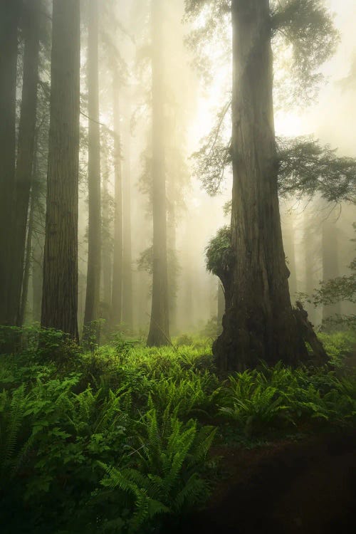 Giants In Damnation by Steve Berkley wall art