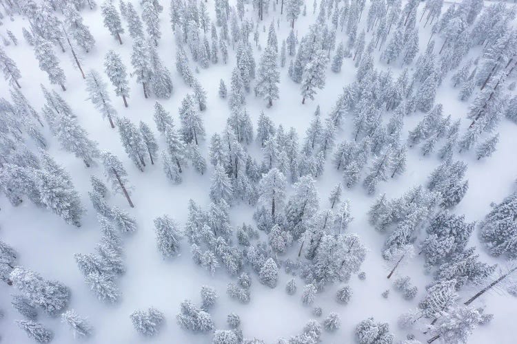 Snowy Forest