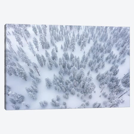 Snowy Forest Canvas Print #BKY146} by Steve Berkley Canvas Artwork