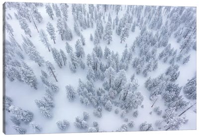 Snowy Forest Canvas Art Print - Steve Berkley