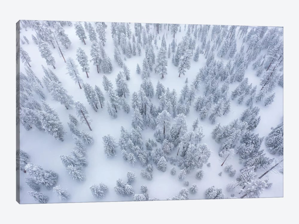 Snowy Forest by Steve Berkley 1-piece Canvas Art Print