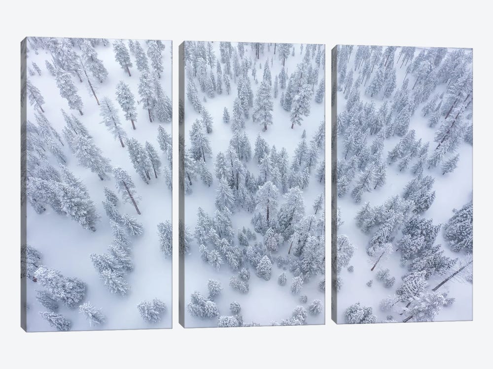 Snowy Forest by Steve Berkley 3-piece Art Print