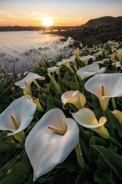 Steve Berkley: Callas at Rodeo Beach by Steve Berkley