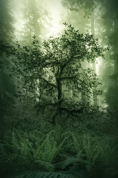 Damnation by Steve Berkley canvas print