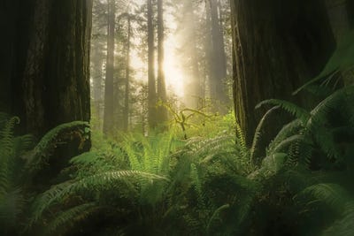 Damnation Creek III by Steve Berkley canvas print