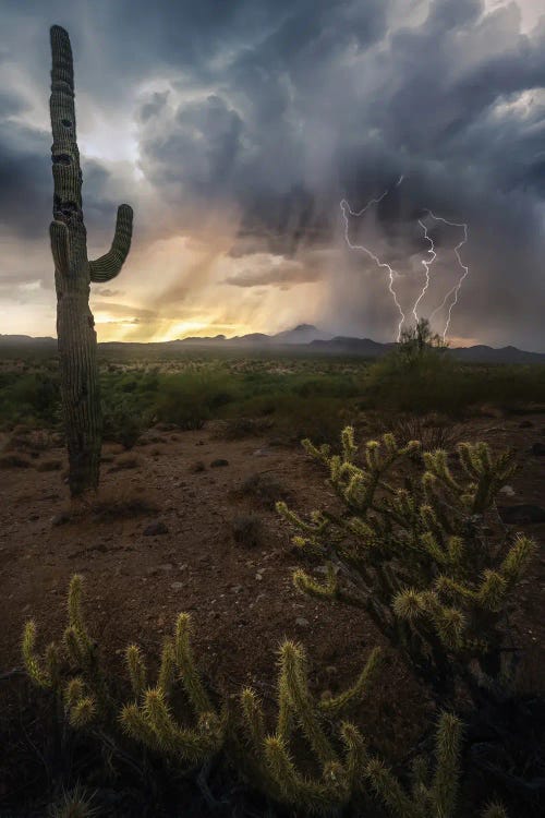 Elemental Arizona by Steve Berkley wall art