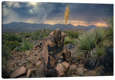 Elemental Arizona III Canvas Art Print - Steve Berkley