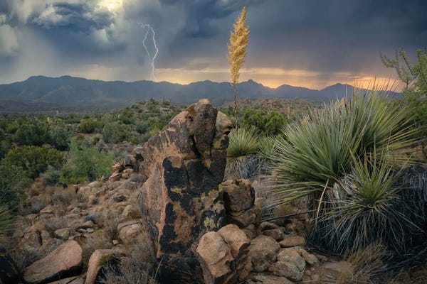 Cacti: Elemental Arizona III by Steve Berkley
