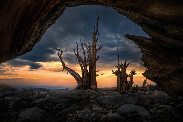 Ancient by Steve Berkley wall art