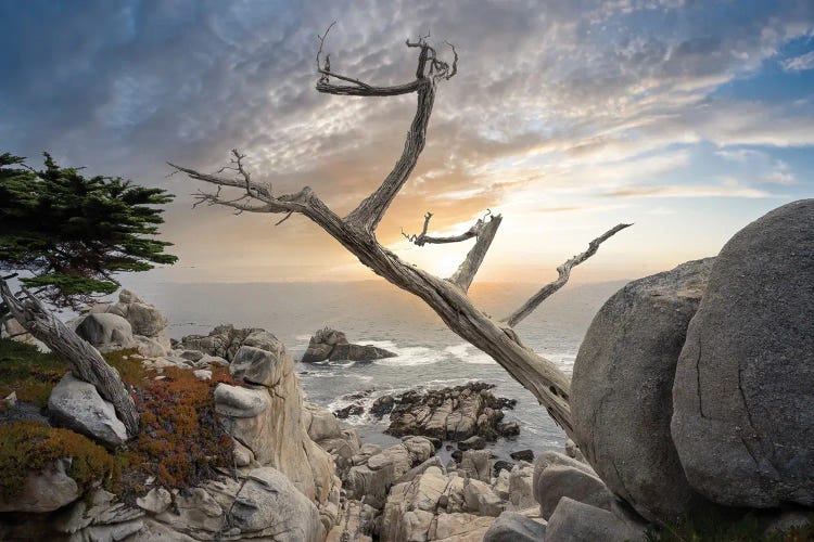 Ghost Tree by Steve Berkley wall art