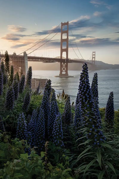San Francisco: Golden Gate at the Presidio IV by Steve Berkley