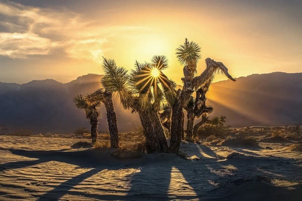 Steve Berkley: Joshua Tree by Steve Berkley