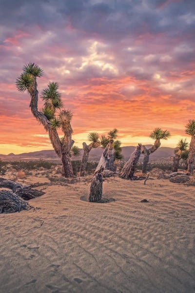 Steve Berkley: Joshua Tree 2 by Steve Berkley