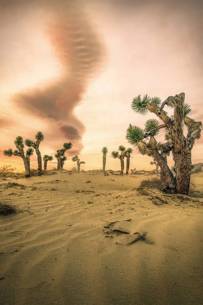 Steve Berkley: Joshua Tree Sunrise by Steve Berkley