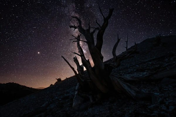 Steve Berkley: Millennia II by Steve Berkley