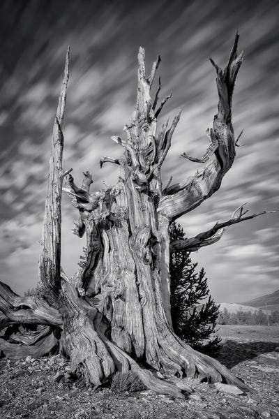 Old Man by Steve Berkley canvas print