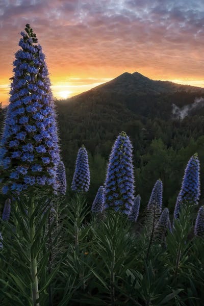 Steve Berkley: Pride of Madiera II by Steve Berkley