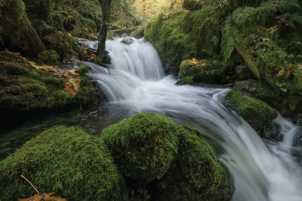 Steve Berkley: Quinalt Waterfall IV by Steve Berkley