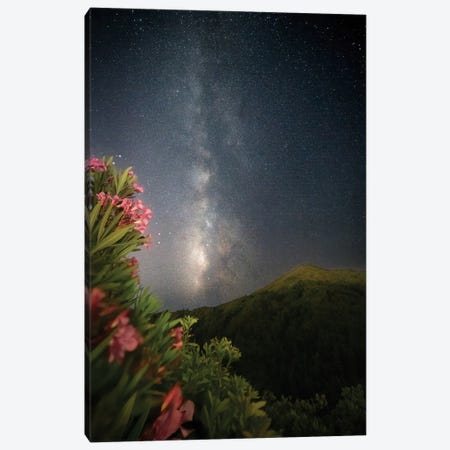 Rhododendrons and Stars III Canvas Print #BKY91} by Steve Berkley Canvas Art