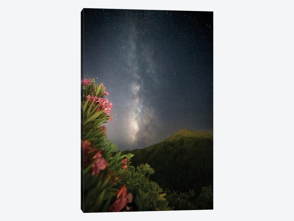 Rhododendrons and Stars III by Steve Berkley 1-piece Canvas Wall Art