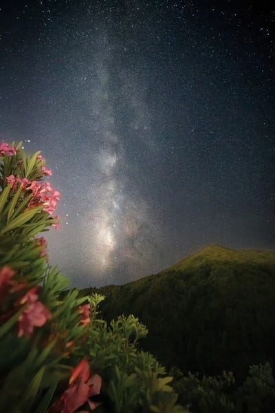 Steve Berkley: Rhododendrons and Stars III by Steve Berkley