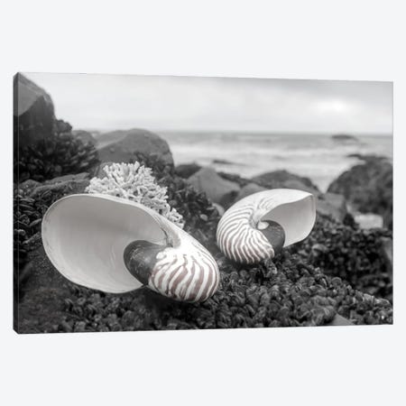 Crescent Beach Shells II Canvas Print #BLA19} by Alan Blaustein Art Print