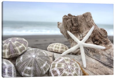 Crescent Beach Shells V Canvas Art Print - Nature Close-Up Art