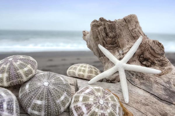 Alan Blaustein: Crescent Beach Shells V by Alan Blaustein
