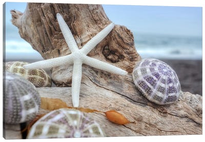 Crescent Beach Shells VII Canvas Art Print - Starfish Art