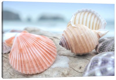Crescent Beach Shells X Canvas Art Print - Still Life Photography