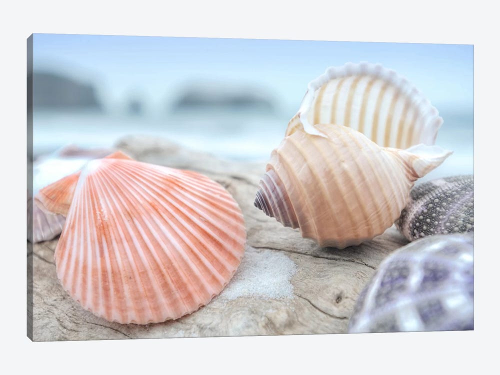 Crescent Beach Shells X 1-piece Canvas Art Print