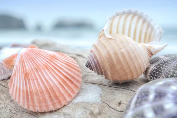 Alan Blaustein: Crescent Beach Shells X by Alan Blaustein