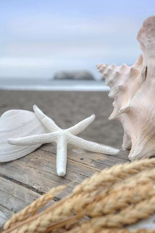 Crescent Beach Shells XII by Alan Blaustein wall art